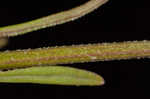 Stiff marsh bedstraw